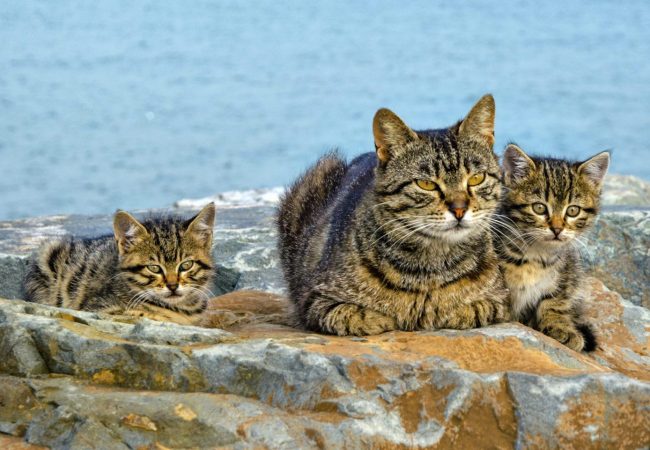 dreamstime_l_73690951