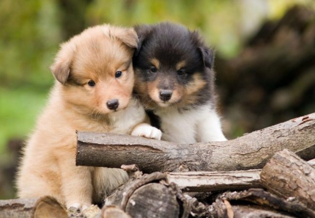 dreamstime_xxl_8615424