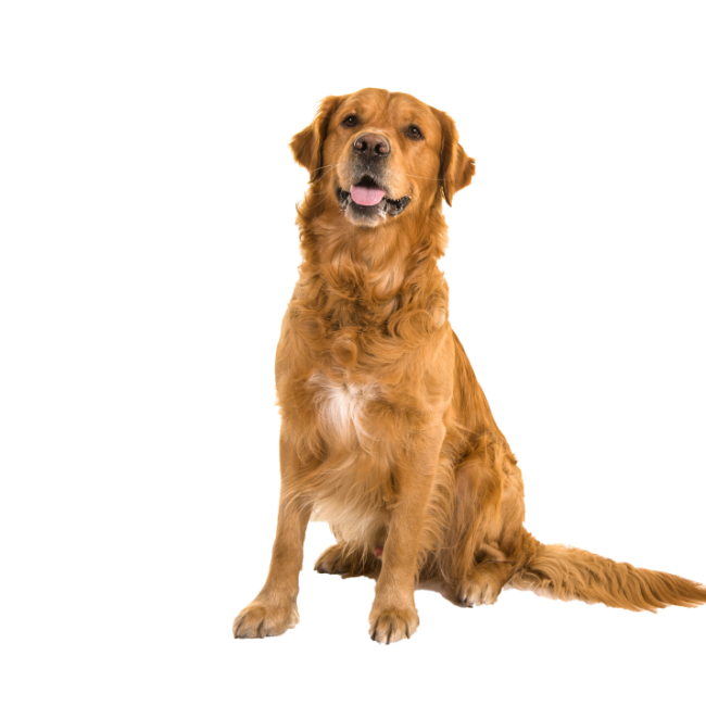 dreamstime_xxl_114160836_InPixio